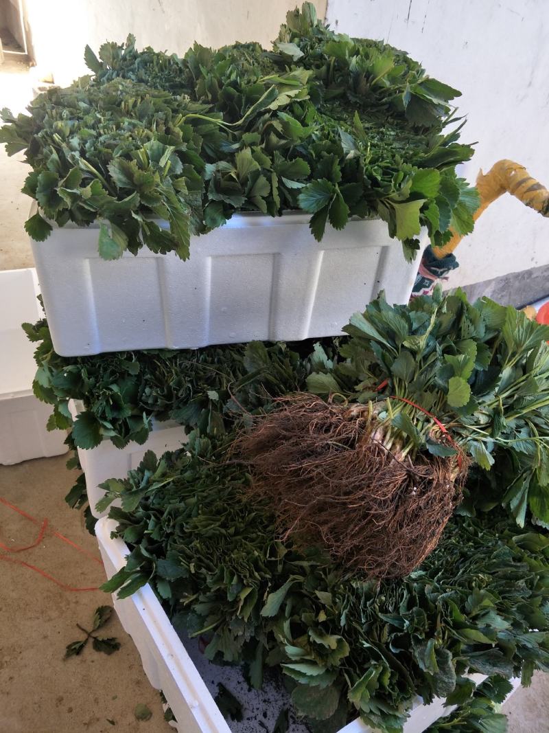 基地直销天仙醉久香草莓苗红颜奶油草莓苗穴盘苗种苗草莓种植