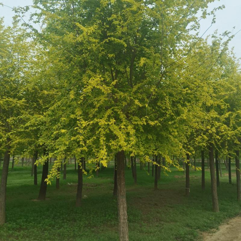 10公分金叶榆自家苗圃货源绿曦苗圃无中介