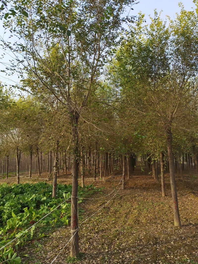10公分金叶榆自家苗圃货源绿曦苗圃无中介