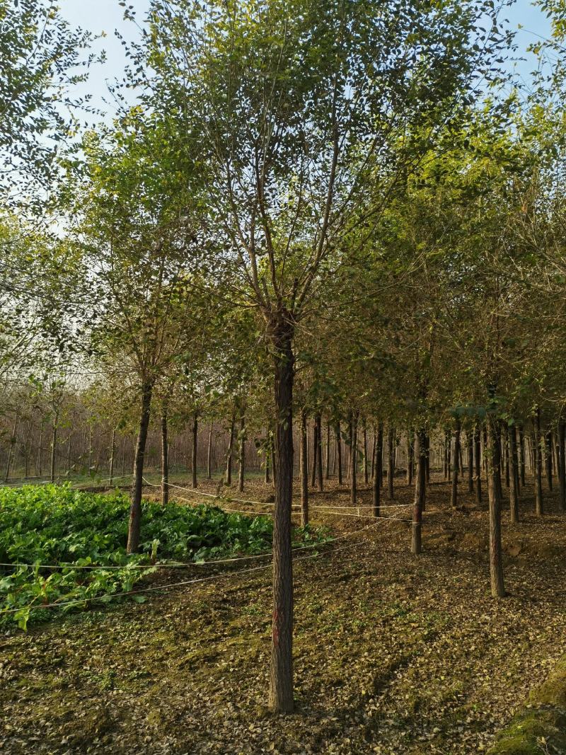 10公分金叶榆自家苗圃货源绿曦苗圃无中介