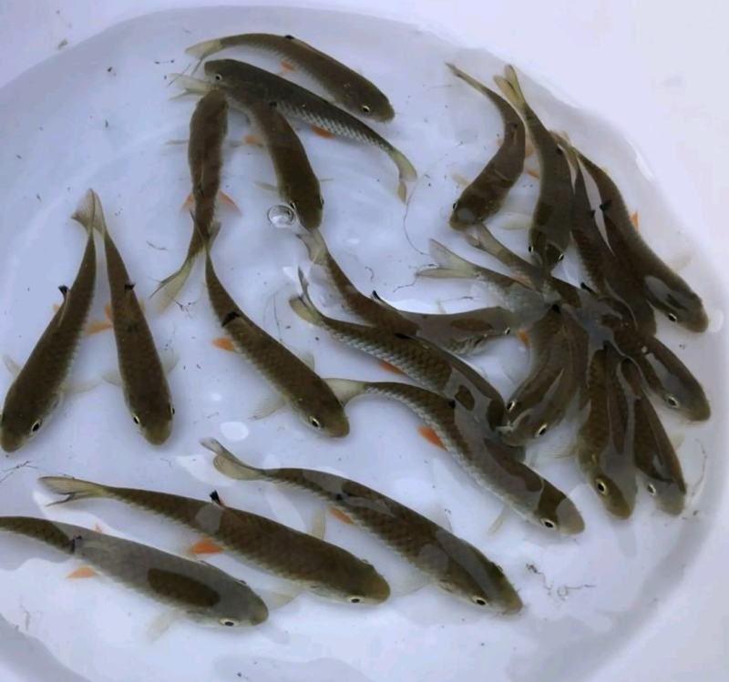 牛【精品鱼苗】重庆青波鱼苗及成品鱼渔场直发一手货源包成活