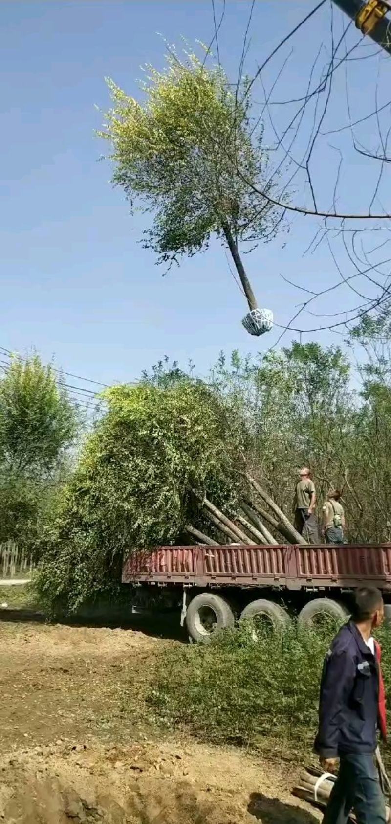 5公分金叶榆挖树需要的联系绿曦苗圃无中介