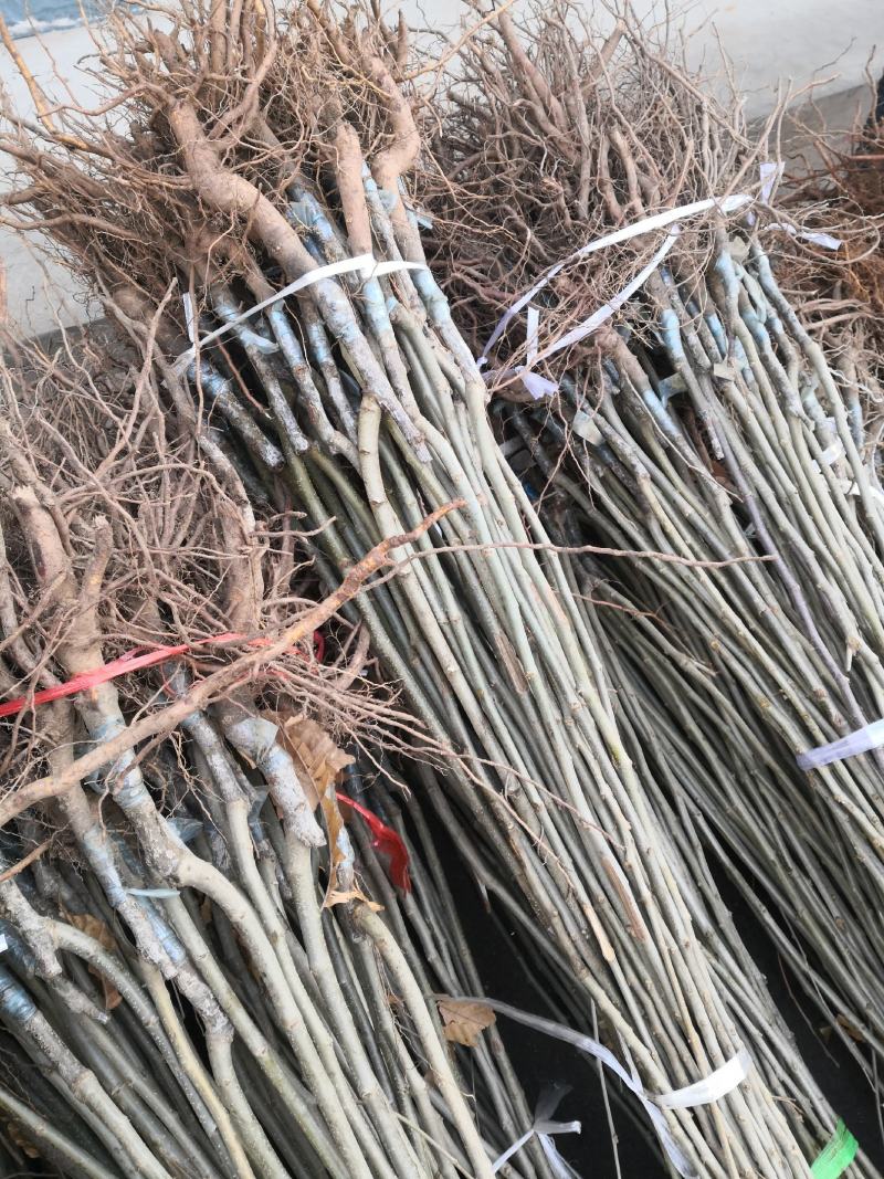 基地直销优质大红袍板栗苗0.7-1-2公分板栗苗价格
