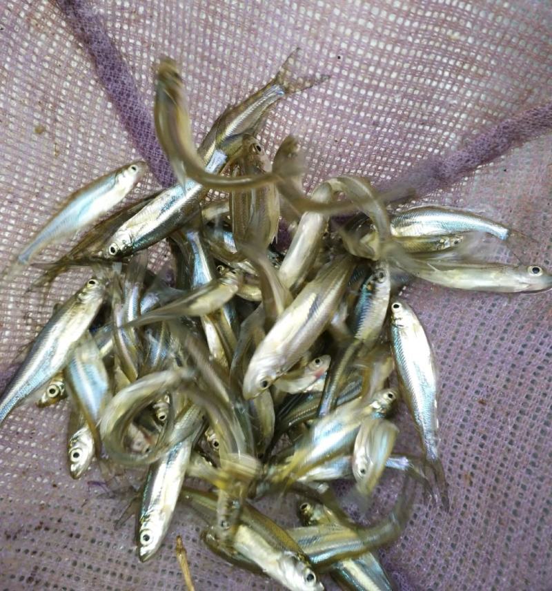 牛【推荐】精品重庆翘嘴苗及成品鱼一手货源包成活
