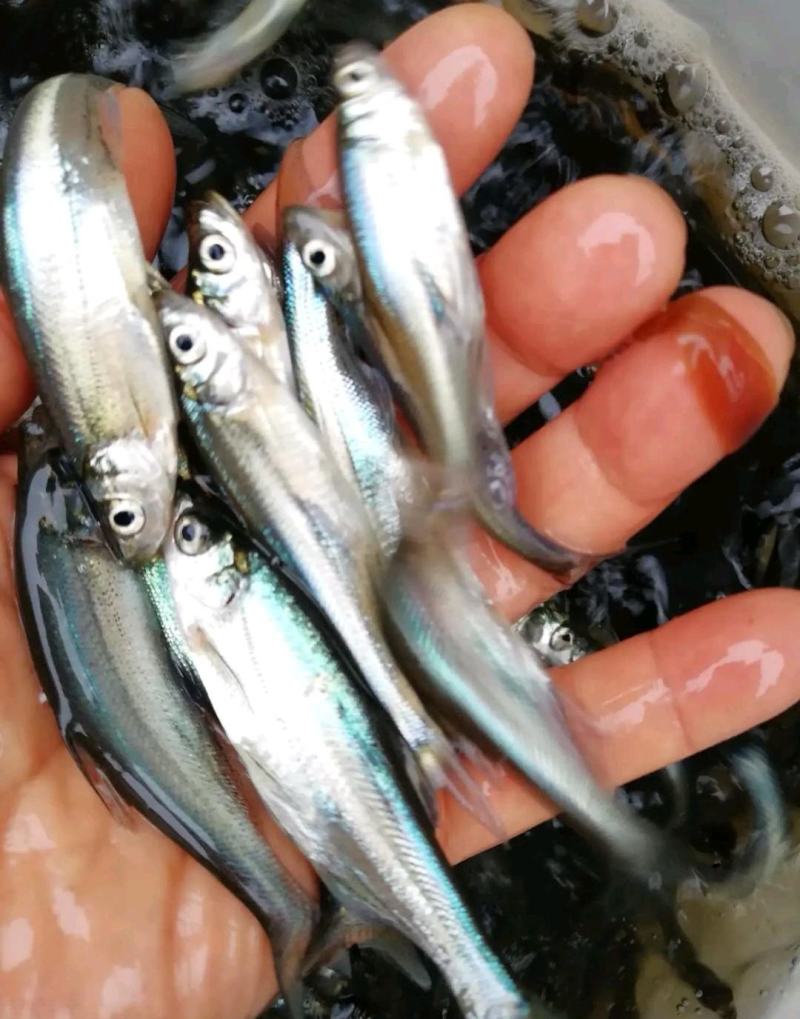 牛【推荐】精品重庆翘嘴苗及成品鱼一手货源包成活