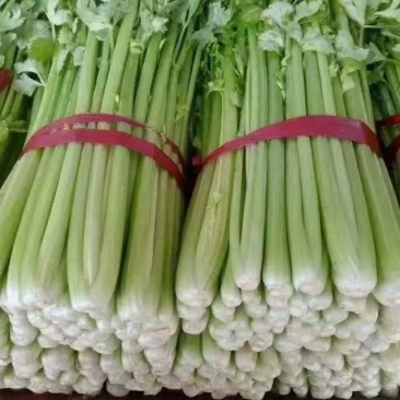 邯郸精品芹菜大量上市产地直供60到75左右货源充足