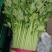 邯郸精品芹菜大量上市产地直供60到75左右货源充足