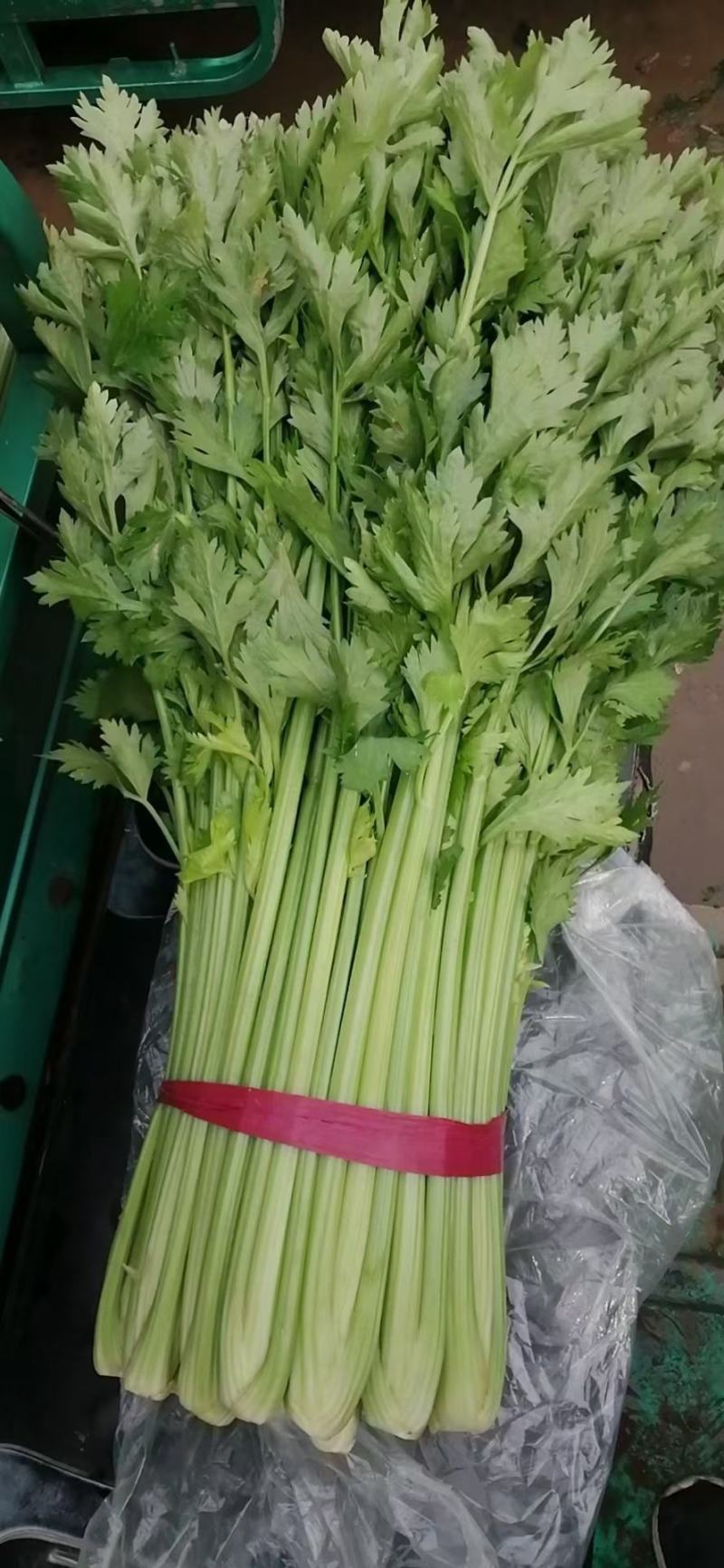 邯郸精品芹菜大量上市产地直供60到75左右货源充足