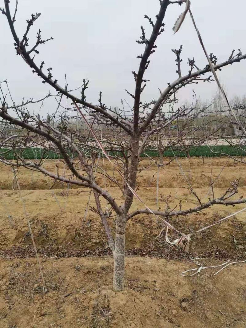 基地直销1公分吉塞拉樱桃苗价格矮化吉塞拉砧木批发