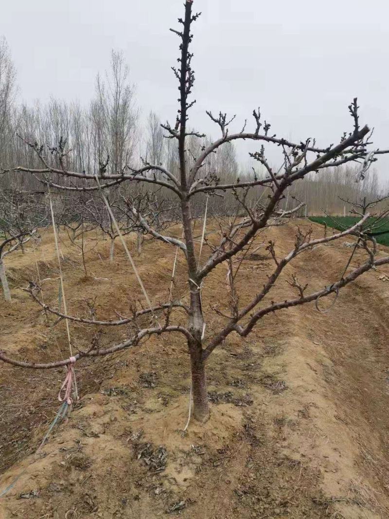 基地直销1公分吉塞拉樱桃苗价格矮化吉塞拉砧木批发