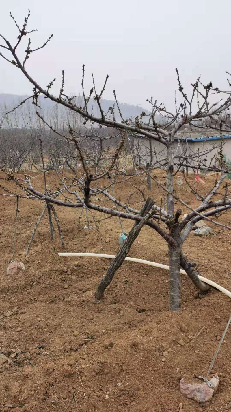 基地直销1公分吉塞拉樱桃苗价格矮化吉塞拉砧木批发