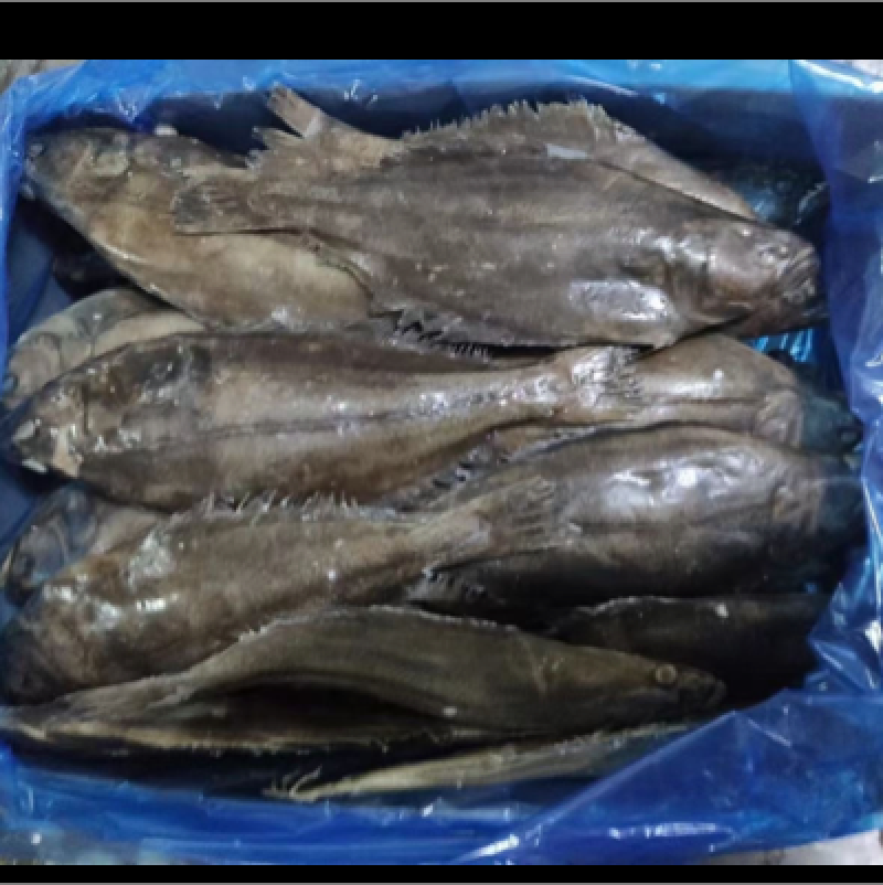 格林兰鸦片鱼/格林兰蝶鱼
