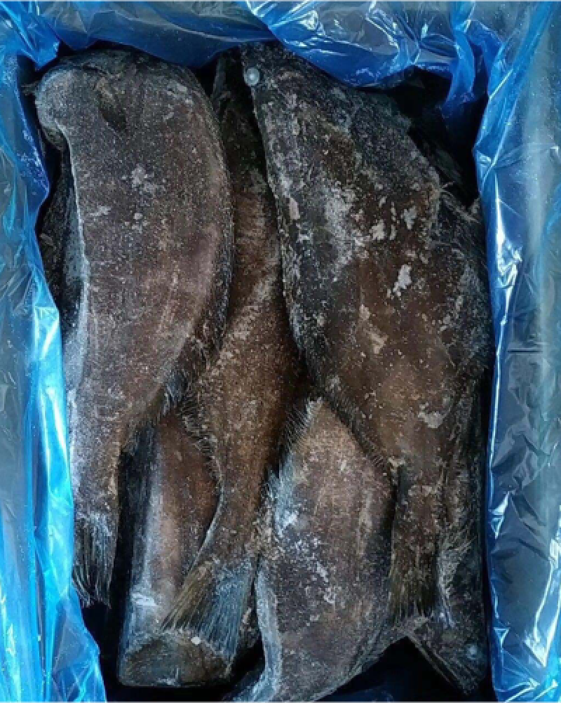 格林兰鸦片鱼/格林兰蝶鱼