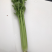 阳谷县芹菜宁阳县芹菜沂南县芹菜聊城芹菜山东芹菜