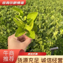 纽荷尔脐橙果苗高抗寒新品种湖南果苗基地