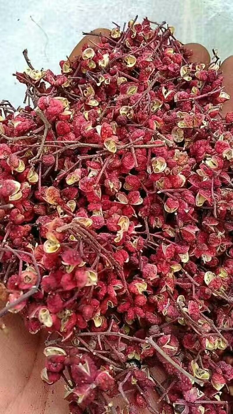 基地直销1米高大红袍花椒苗优质花椒苗批发价格花椒苗基地