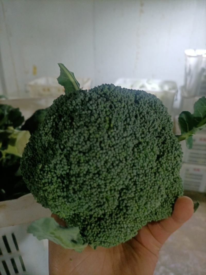 精品西蓝花一手货源品质保证诚信经营价格实惠基地直供