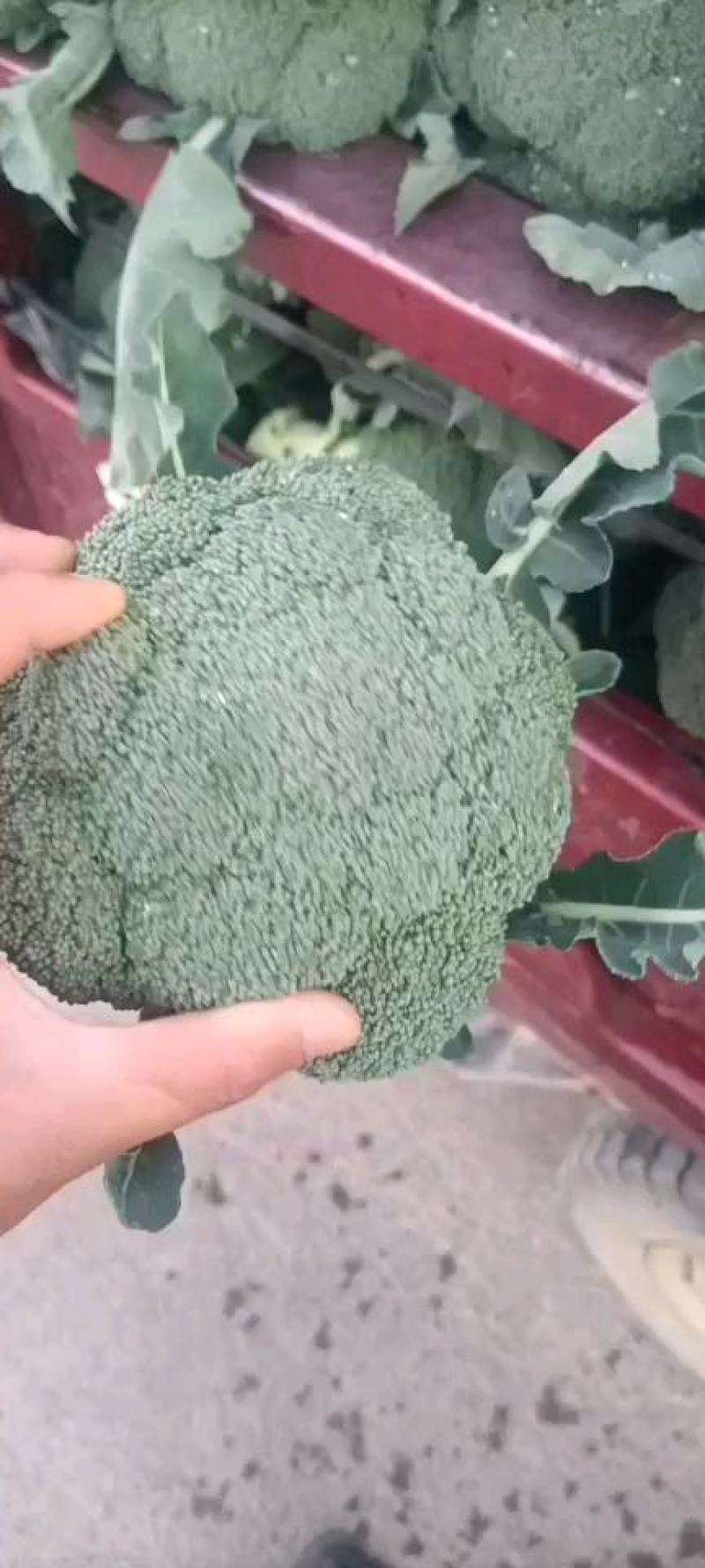 精品西蓝花一手货源品质保证诚信经营价格实惠基地直供