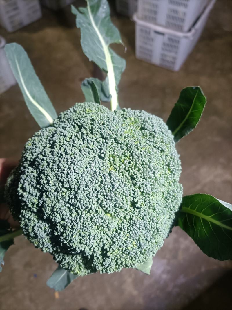 精品西蓝花一手货源品质保证诚信经营价格实惠基地直供