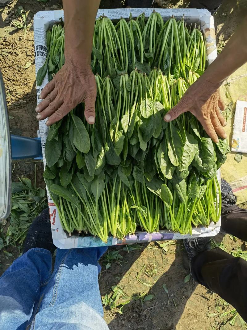 [精品]山东精品菠菜大量供应保质保量代发全国