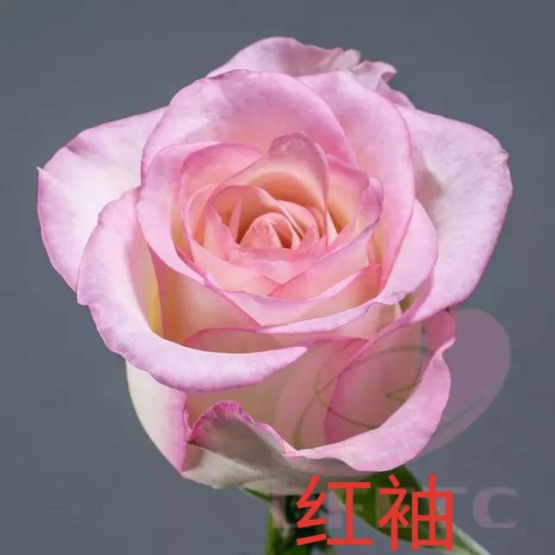 玫瑰苗老桩月季小苗