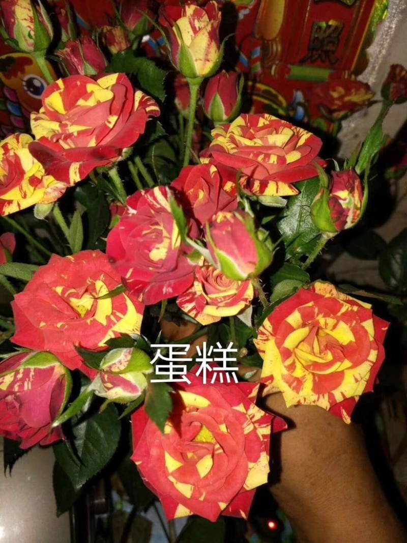 玫瑰苗老桩月季小苗