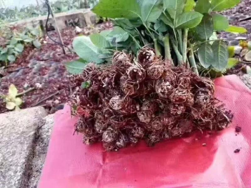 玫瑰苗老桩月季小苗