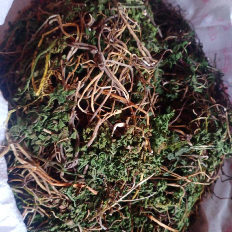 阴地蕨，一朵云，小春花，贵州野生本地货货好色青，欢迎来电