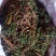 阴地蕨，一朵云，小春花，贵州野生本地货货好色青，欢迎来电