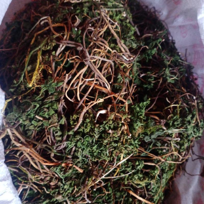 阴地蕨，一朵云，小春花，贵州野生本地货货好色青，欢迎来电