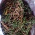 阴地蕨，一朵云，小春花，贵州野生本地货货好色青，欢迎来电