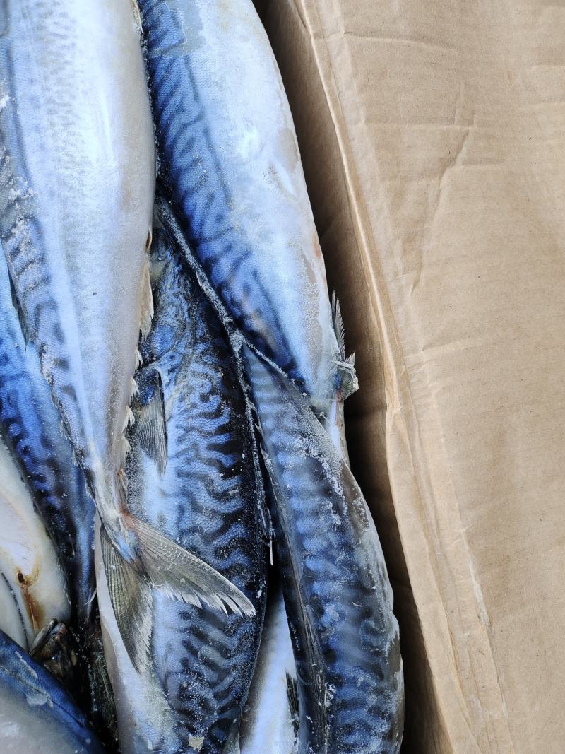 海鱼，台鲅鱼