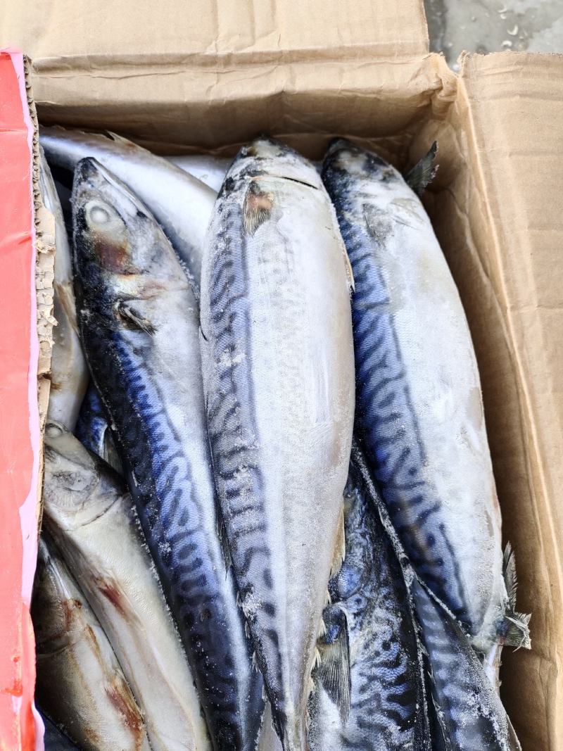 海鱼，台鲅鱼
