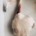 梅花鹿肉