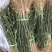 基地直销40公分高枸橘苗枳壳苗批发0.3公分枸橘苗价格