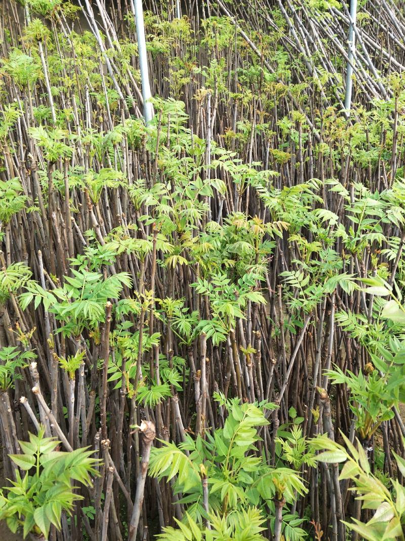 基地直销香椿苗红油香椿苗价格1--3公分香椿树苗批发