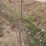 基地直销香椿苗红油香椿苗价格1--3公分香椿树苗批发
