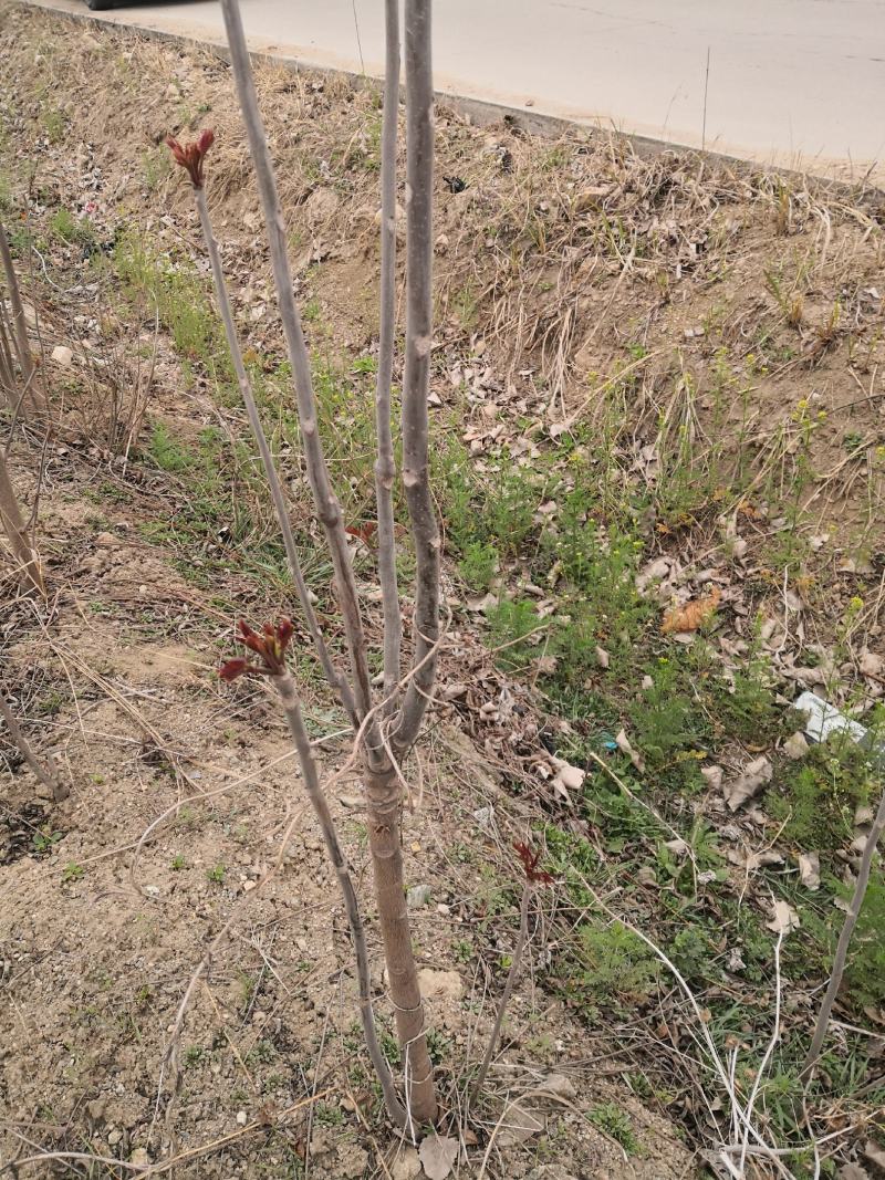 基地直销香椿苗红油香椿苗价格1--3公分香椿树苗批发