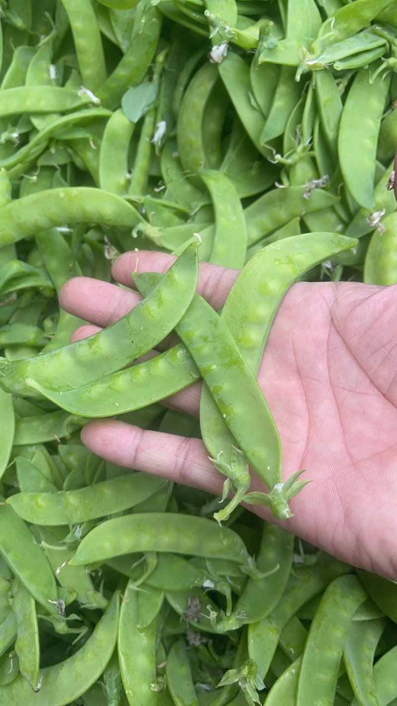 荷兰豆