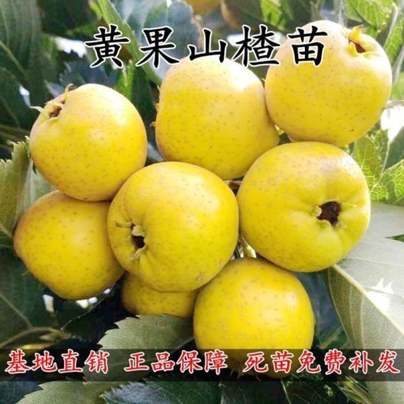 早熟高产黄果山楂树阿尔泰山楂苗全国易种地栽果树苗8月下旬