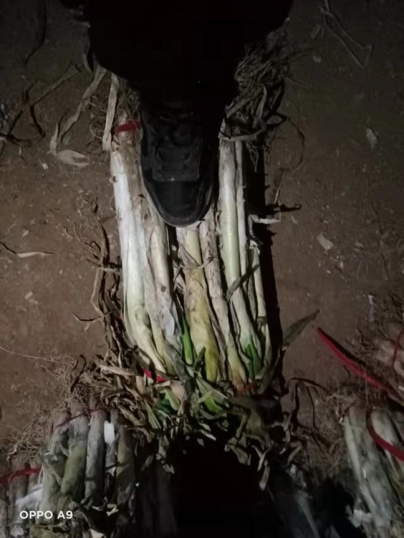 长白，铁杆，钢葱，精加工