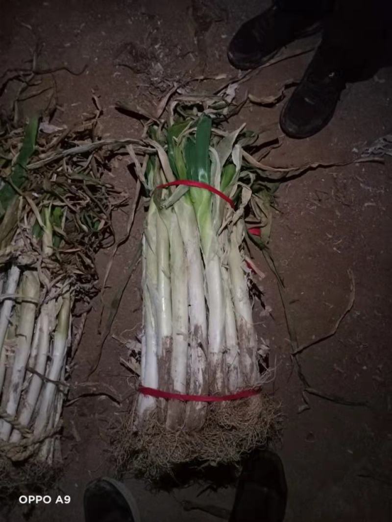 长白，铁杆，钢葱，精加工