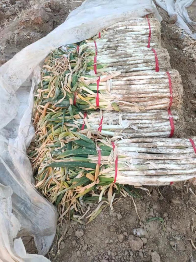 长白，铁杆，钢葱，精加工
