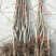 基地直销甜红仔山楂苗价格1--5公分山楂树苗价格