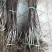 基地直销甜红仔山楂苗价格1--5公分山楂树苗价格