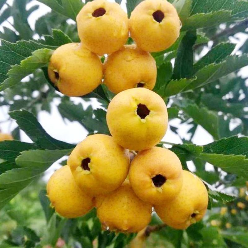 早熟高产黄果山楂树阿尔泰山楂苗全国易种地栽果树苗8月下旬
