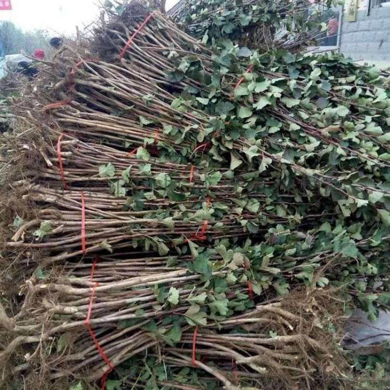 早熟高产黄果山楂树阿尔泰山楂苗全国易种地栽果树苗8月下旬