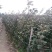 早熟高产黄果山楂树阿尔泰山楂苗全国易种地栽果树苗8月下旬
