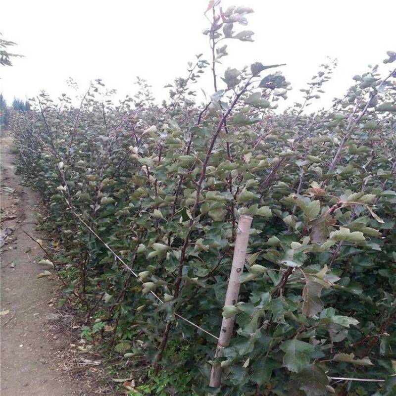 早熟高产黄果山楂树阿尔泰山楂苗全国易种地栽果树苗8月下旬