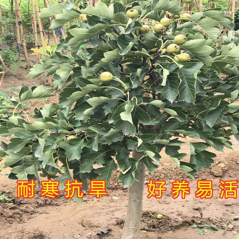 早熟高产黄果山楂树阿尔泰山楂苗全国易种地栽果树苗8月下旬